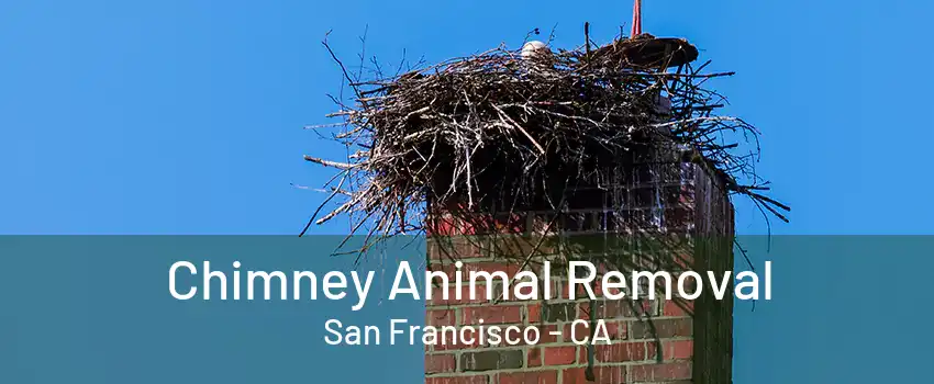 Chimney Animal Removal San Francisco - CA