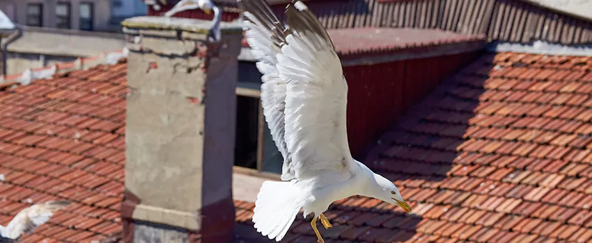 Residential Chimney Animal Removal Solution in San Francisco, CA